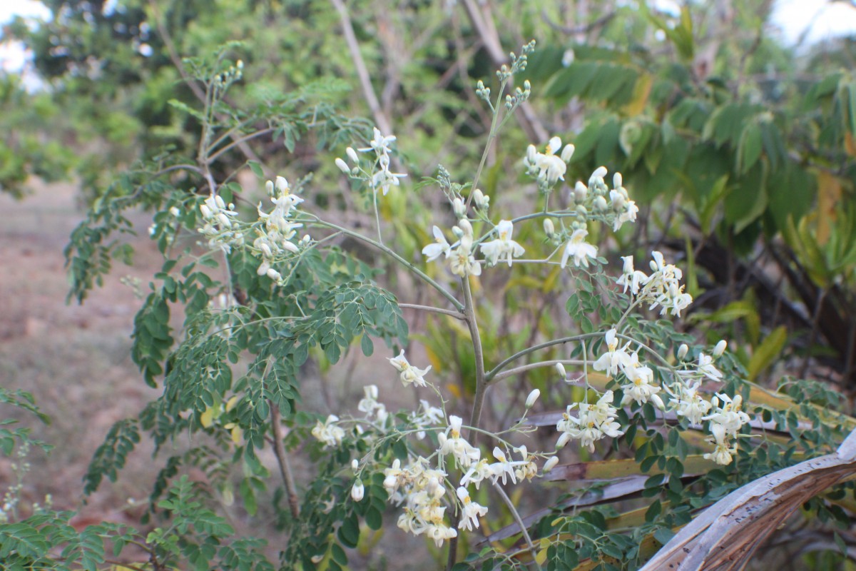 Moringa oleifera Lam.